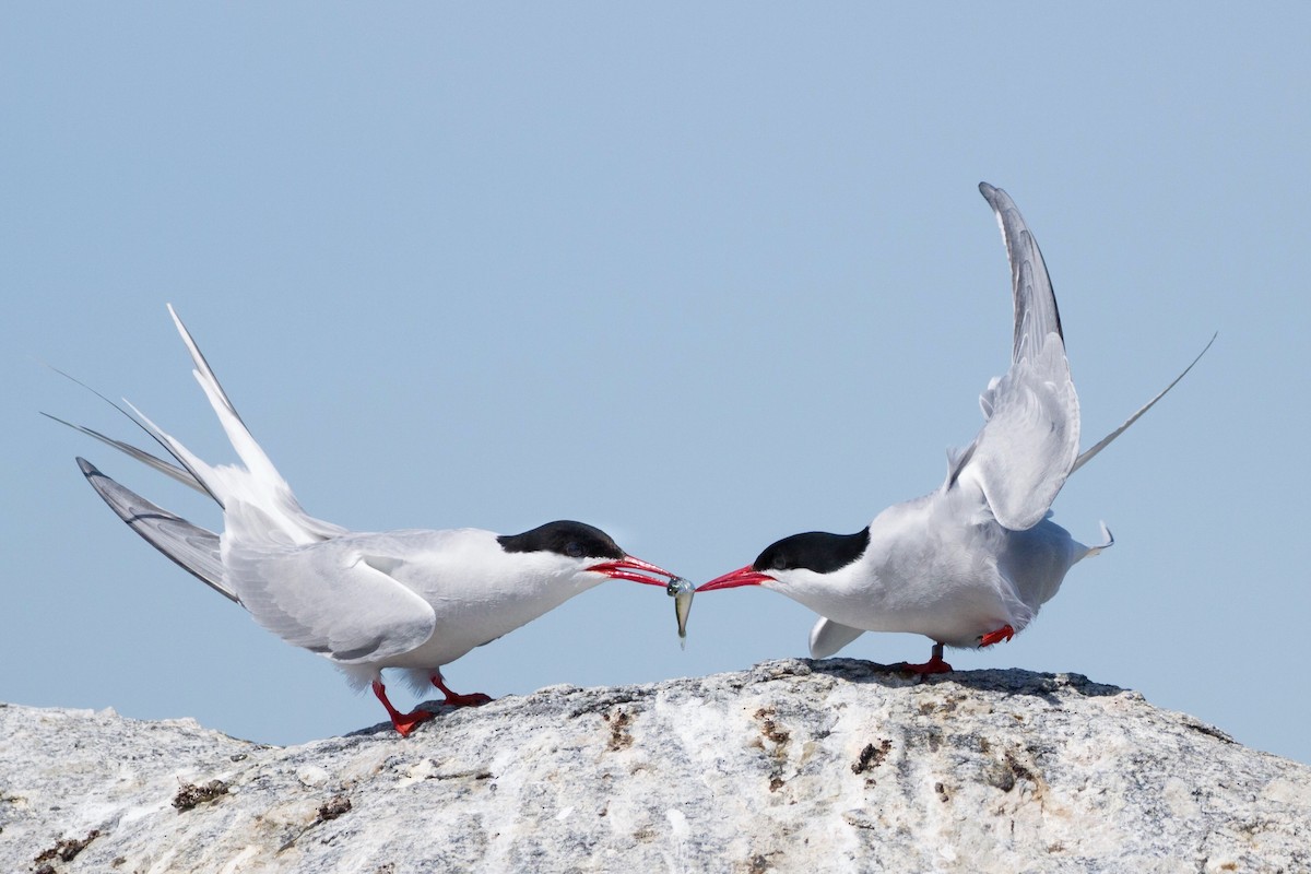 Arctic Tern - Oscar Wilhelmy