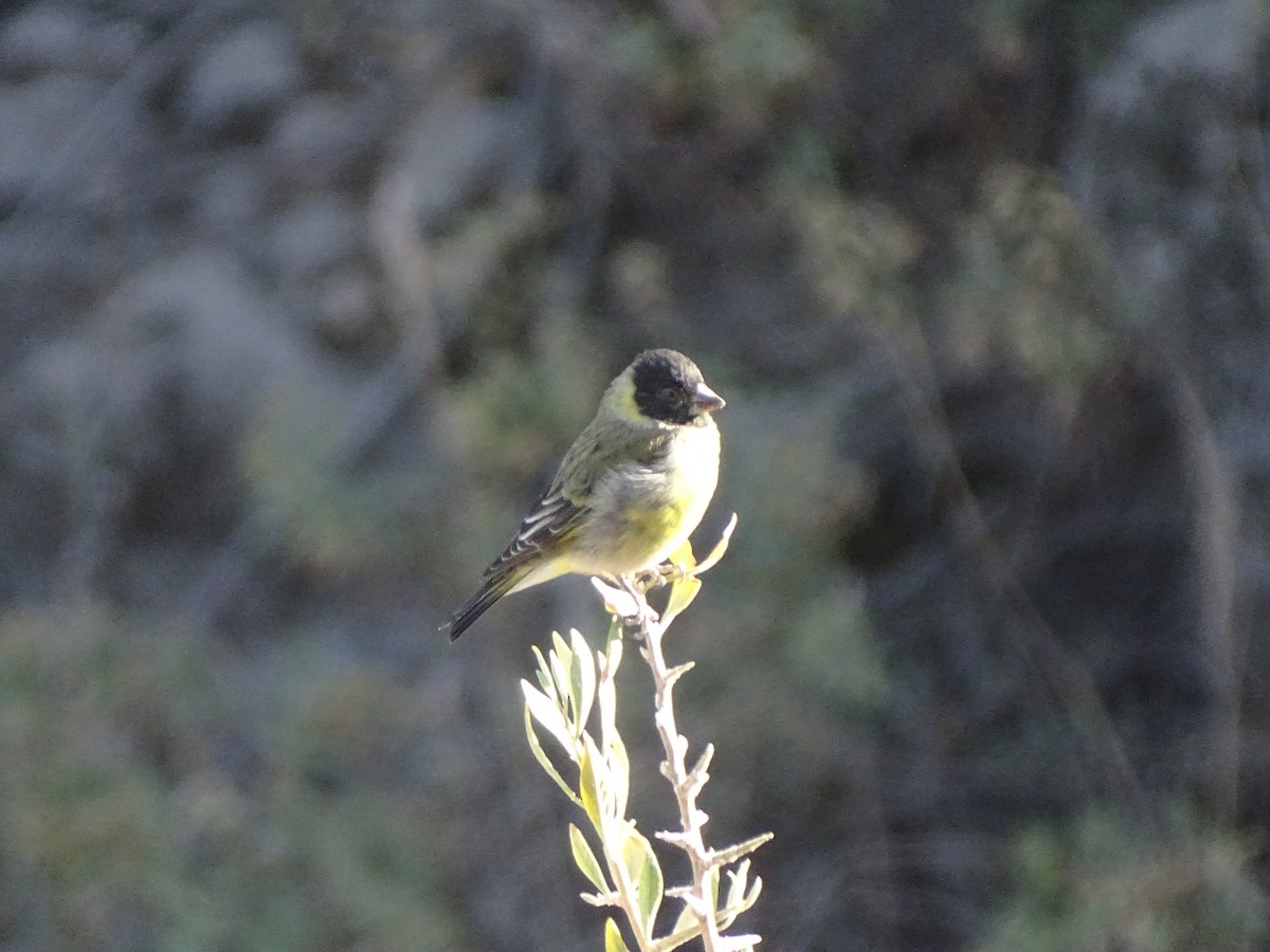 Thick-billed Siskin - ML622681120