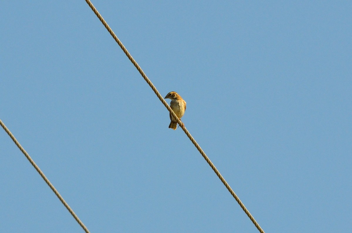 Lark Sparrow - ML622681175