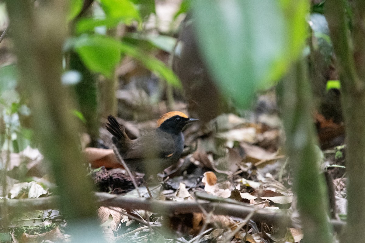 Rufous-capped Antthrush - ML622681215