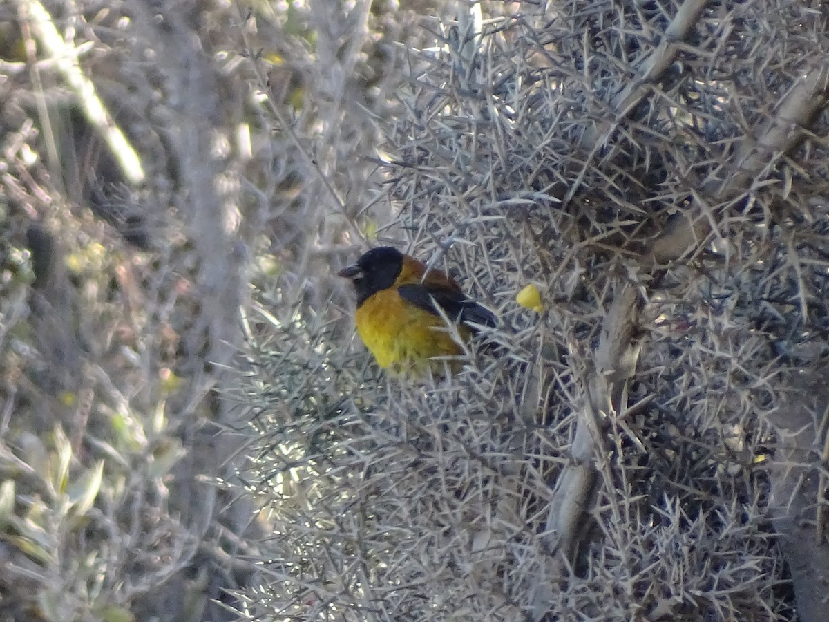 Black-hooded Sierra Finch - ML622681244