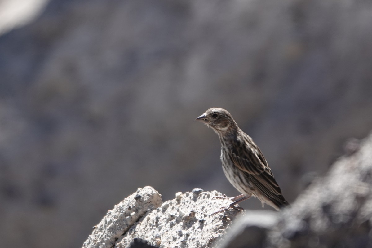 Cassin's Finch - ML622681308