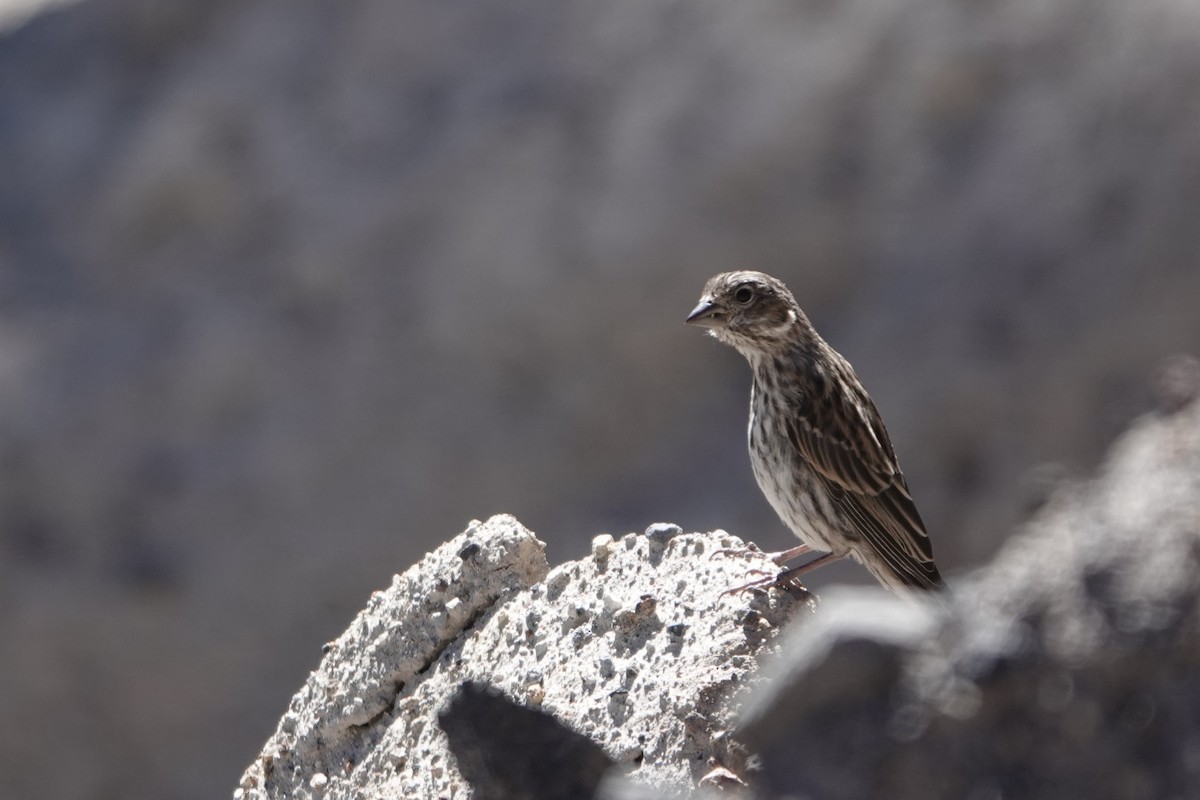 Cassin's Finch - ML622681309