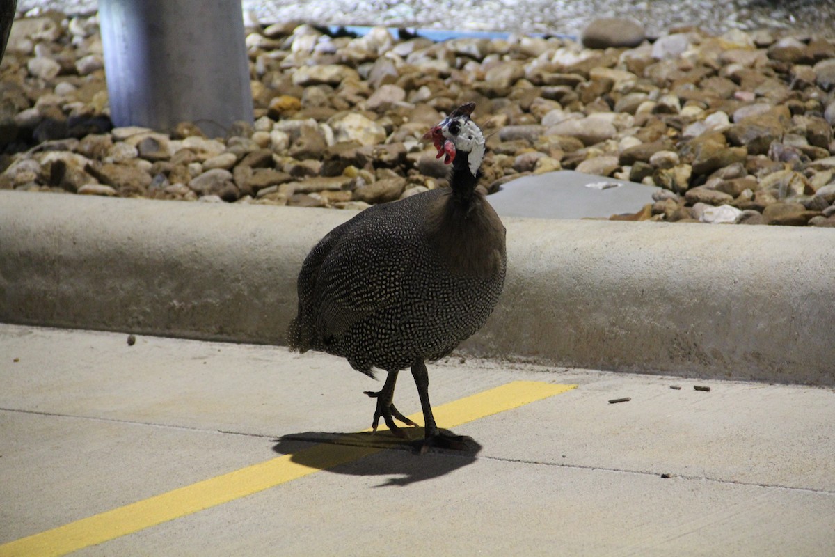 Helmeted Guineafowl (Domestic type) - ML622681310