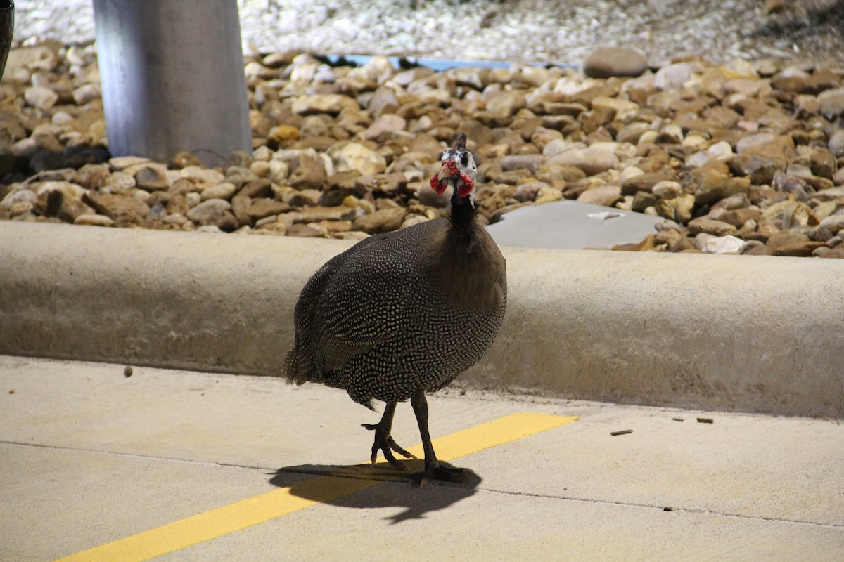 Helmeted Guineafowl (Domestic type) - ML622681311