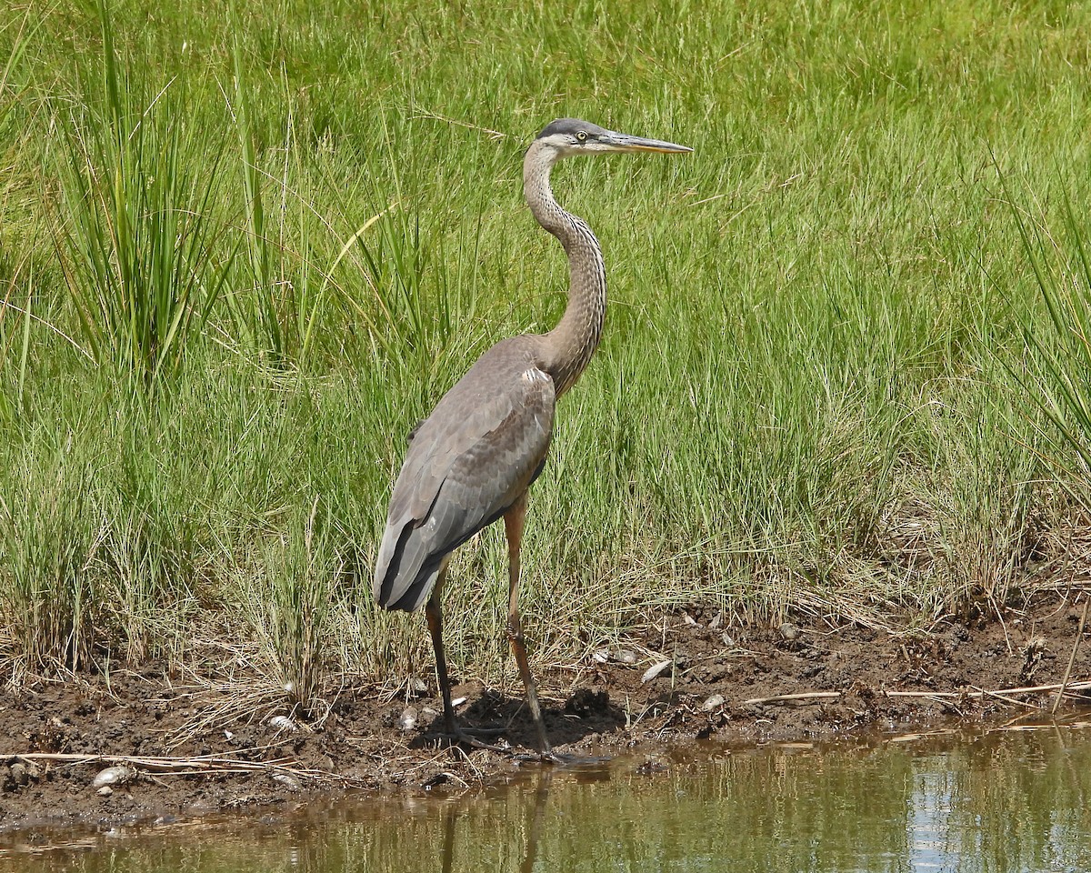 Garza Azulada - ML622681312