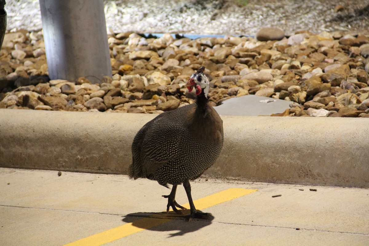 Helmeted Guineafowl (Domestic type) - ML622681319