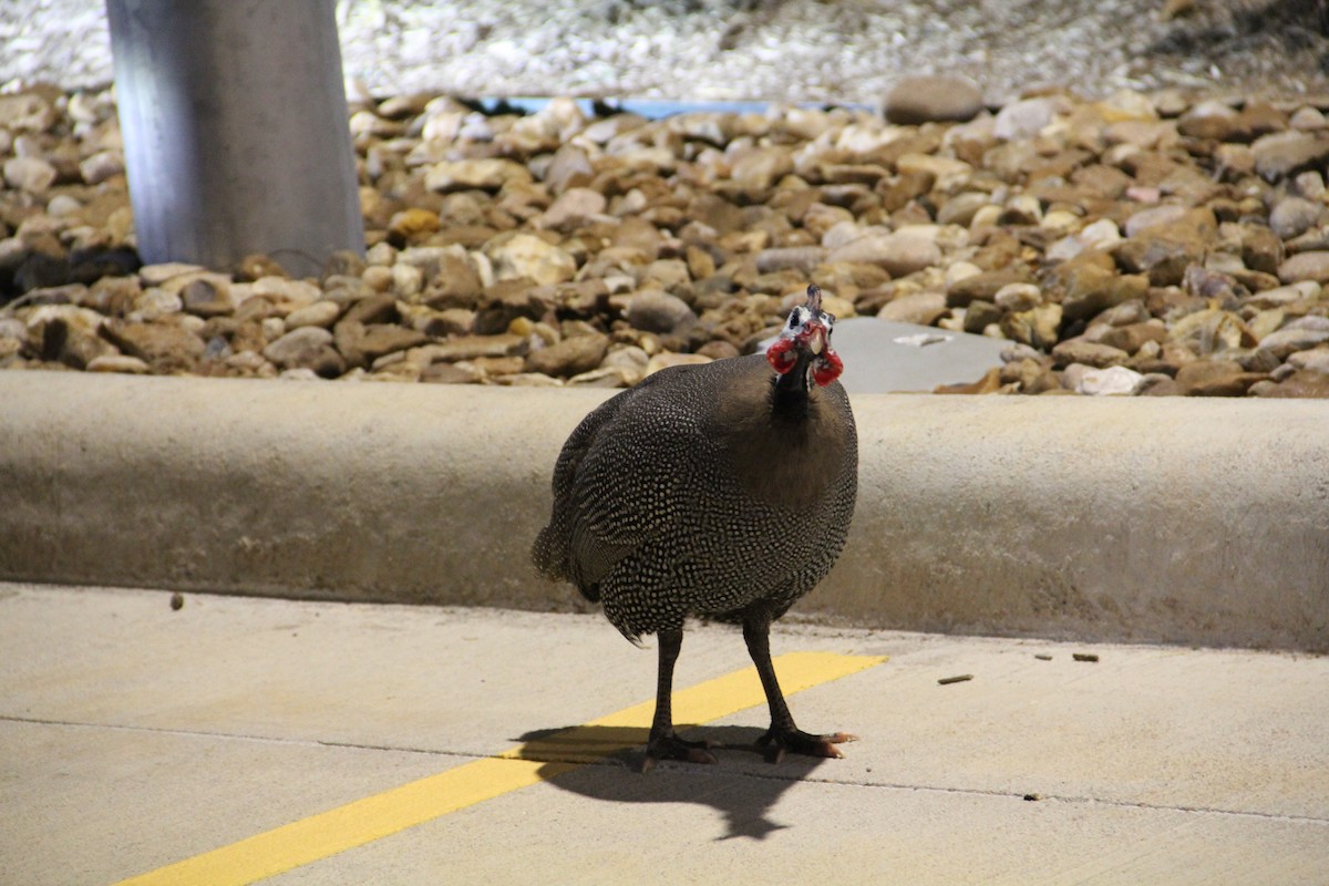 Helmeted Guineafowl (Domestic type) - ML622681320