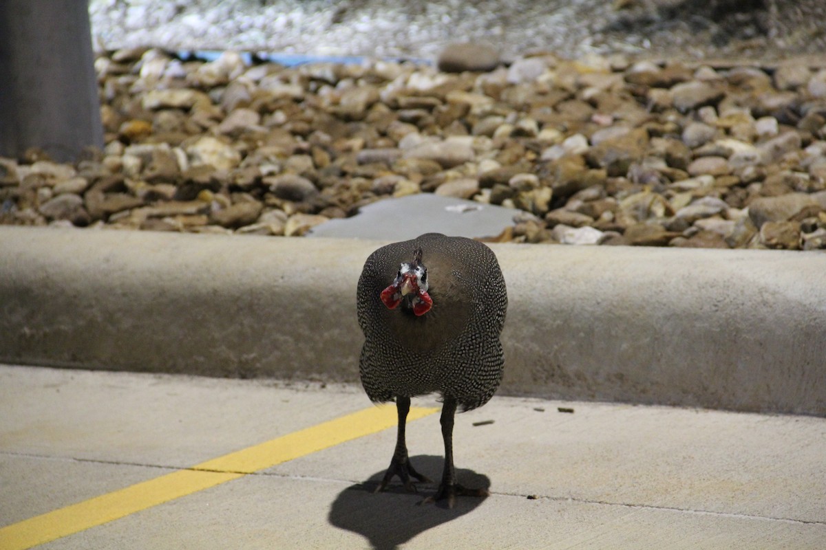 Helmeted Guineafowl (Domestic type) - ML622681321