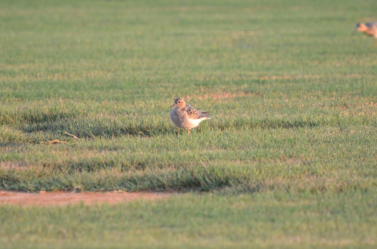 Buff-breasted Sandpiper - Skip Smith