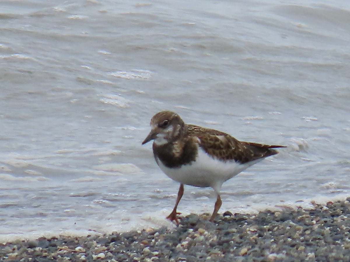 Ruddy Turnstone - ML622681402