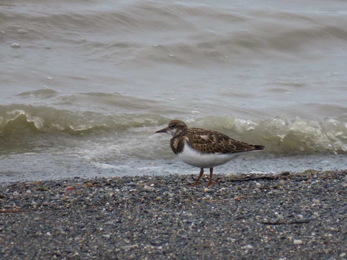 Ruddy Turnstone - ML622681404