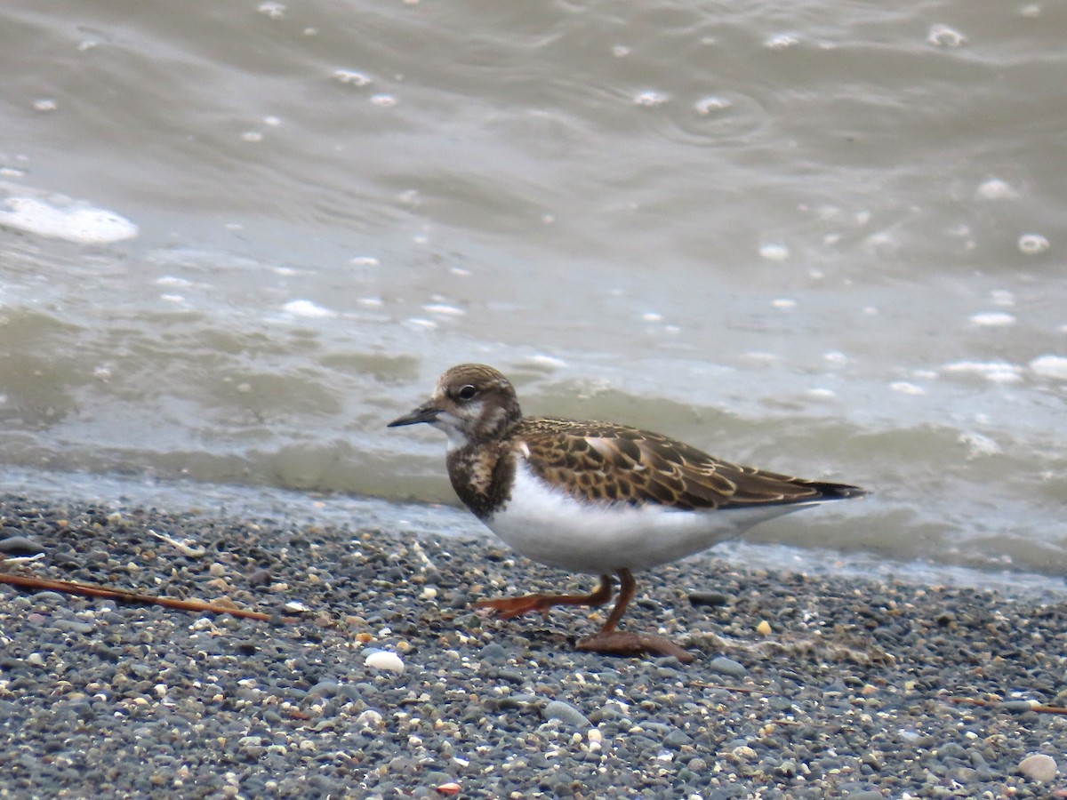 Ruddy Turnstone - ML622681411