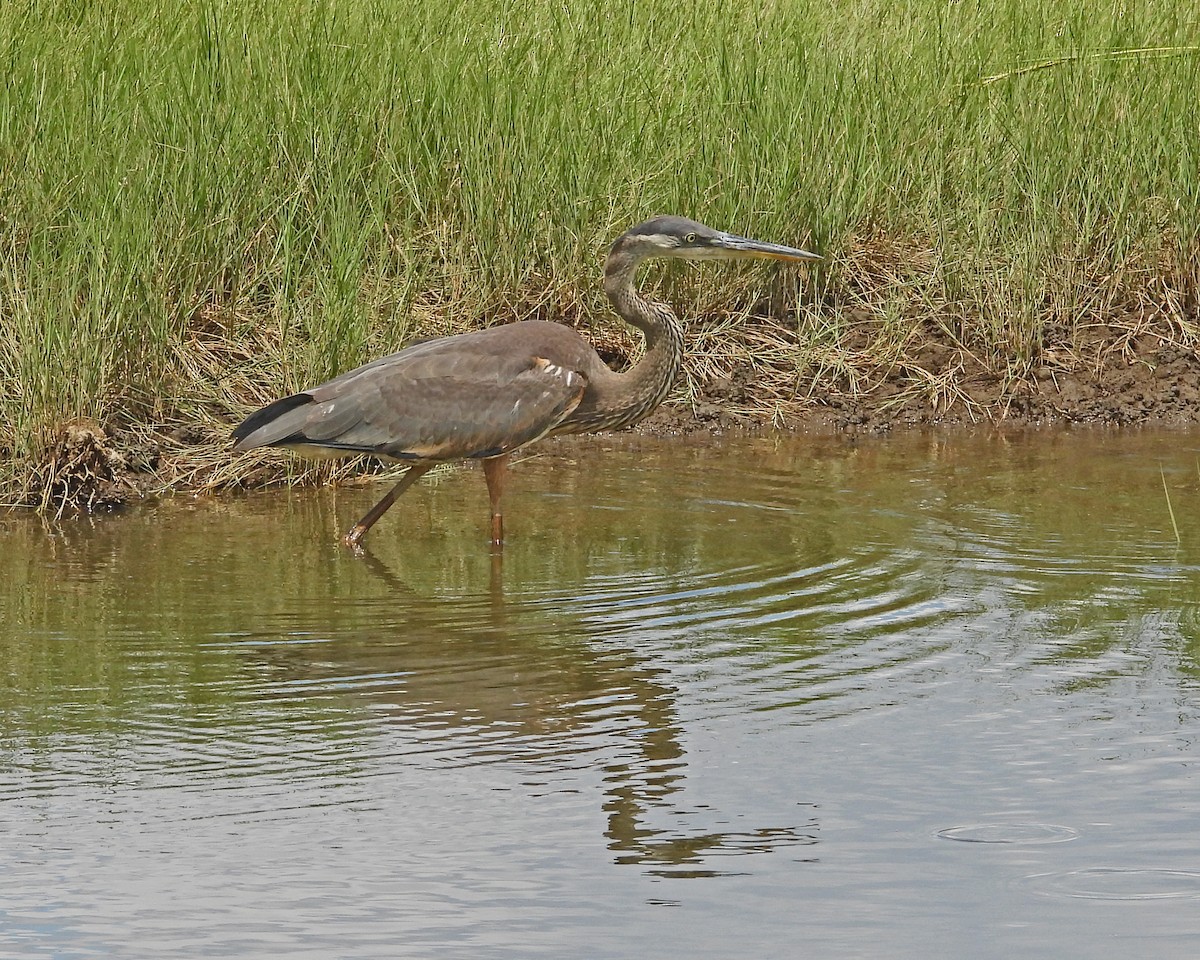 Garza Azulada - ML622681412