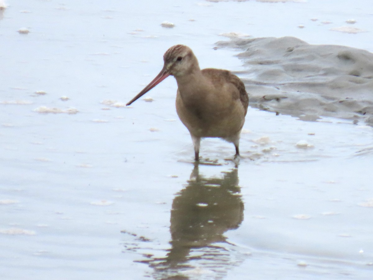 Hudsonian Godwit - ML622681434