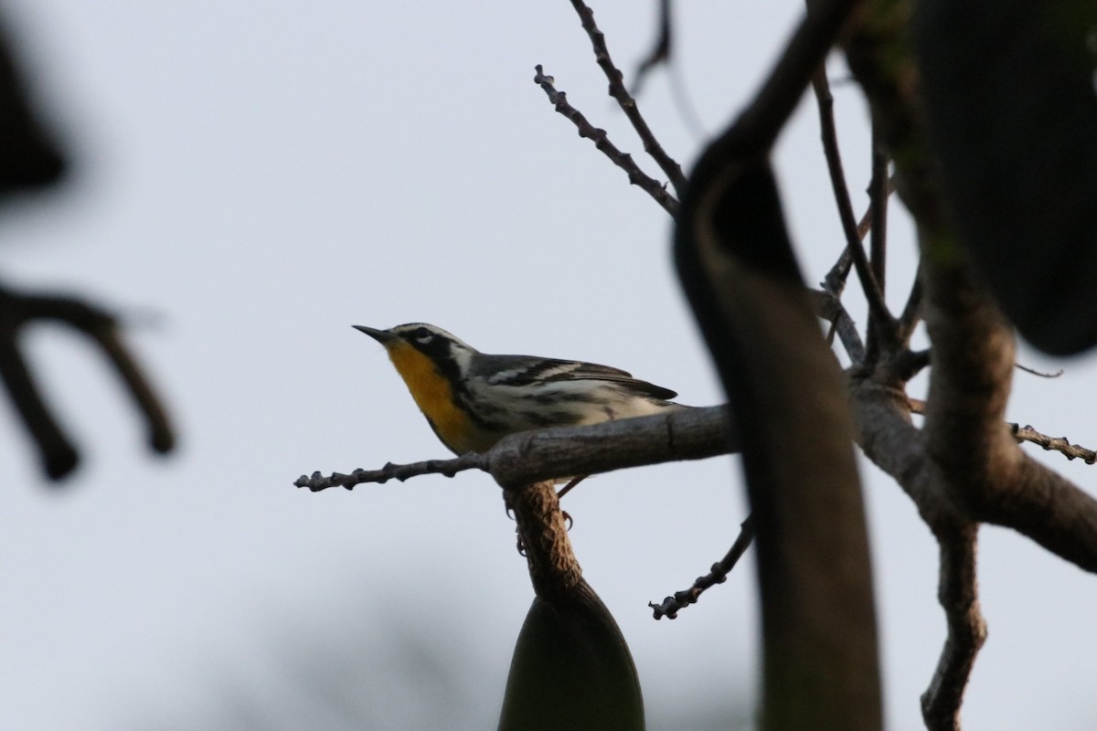 Yellow-throated Warbler - ML622681449