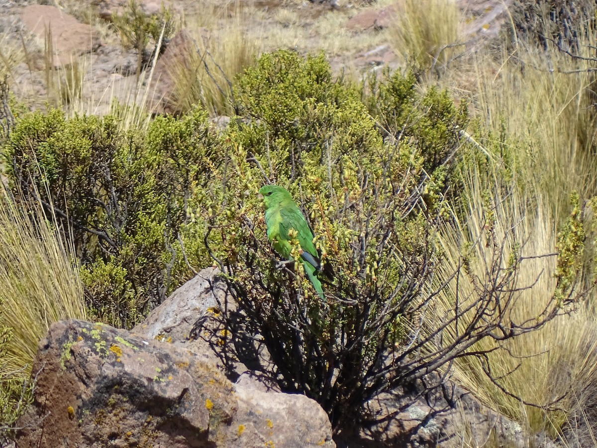 Mountain Parakeet - ML622681494