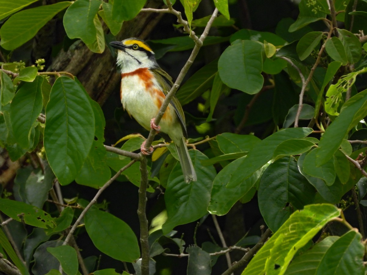 Chestnut-sided Shrike-Vireo - ML622681530