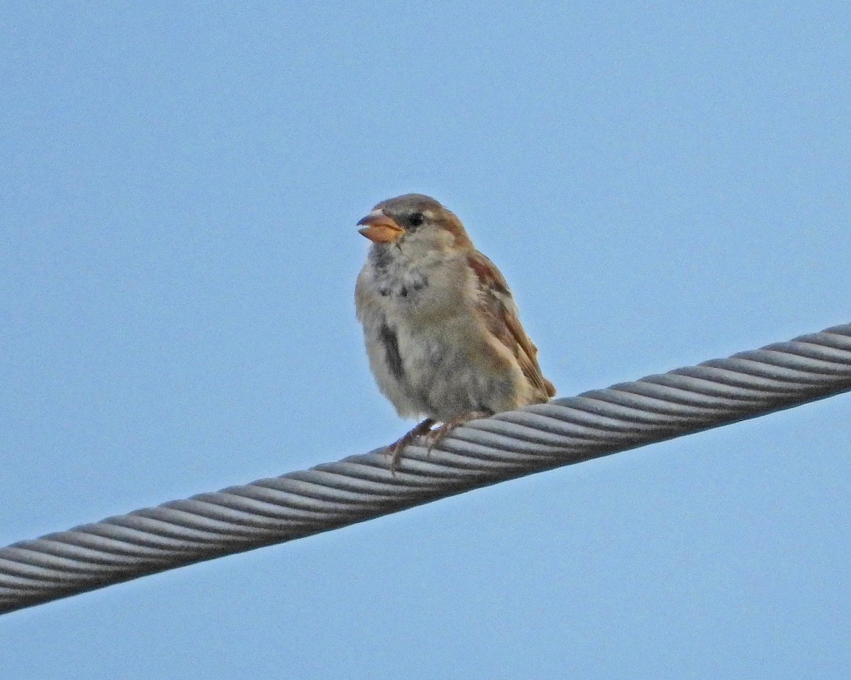 House Sparrow - ML622681567