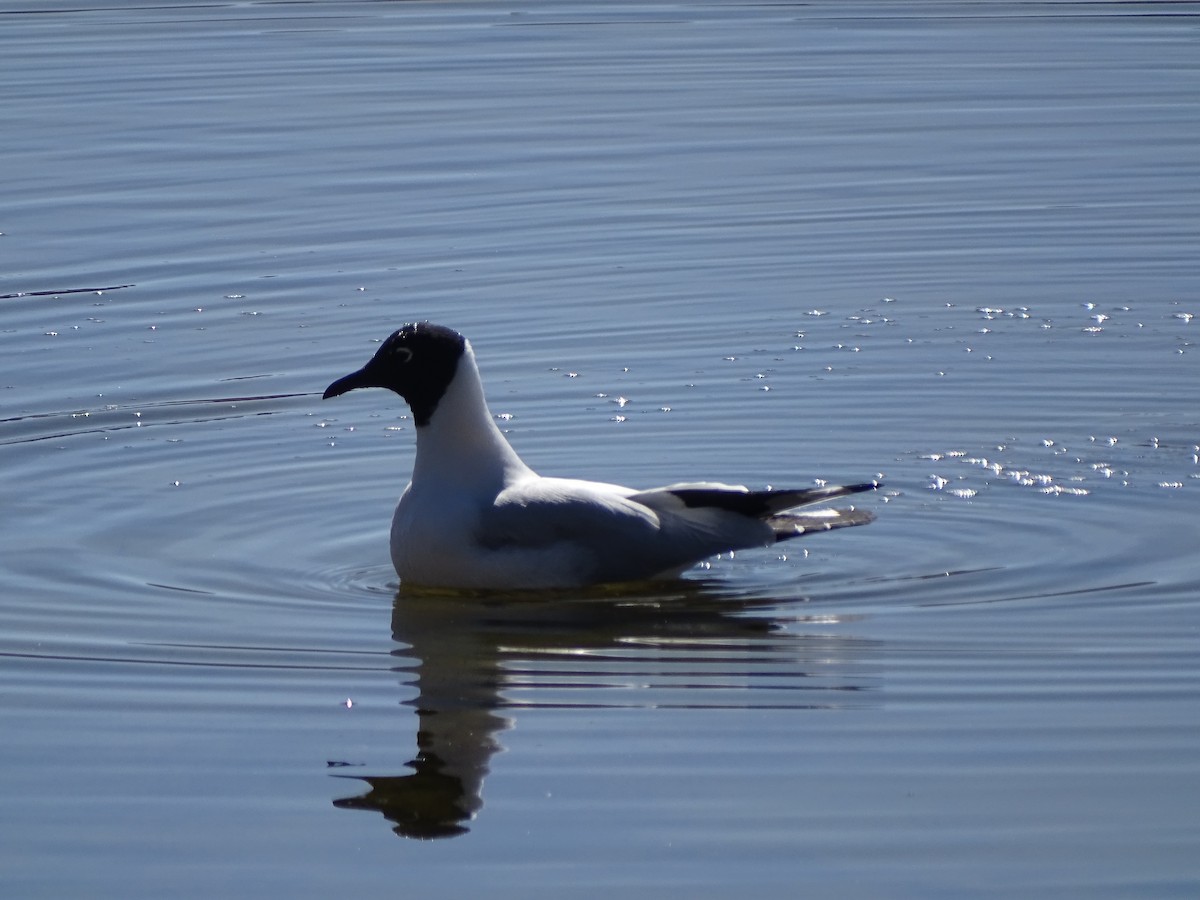 Gaviota Andina - ML622681570
