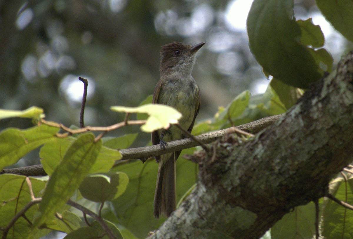 Dusky-capped Flycatcher - ML622681600