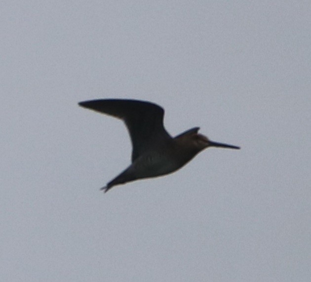 Wilson's Snipe - ML622681637