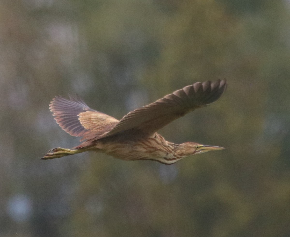 American Bittern - ML622681659