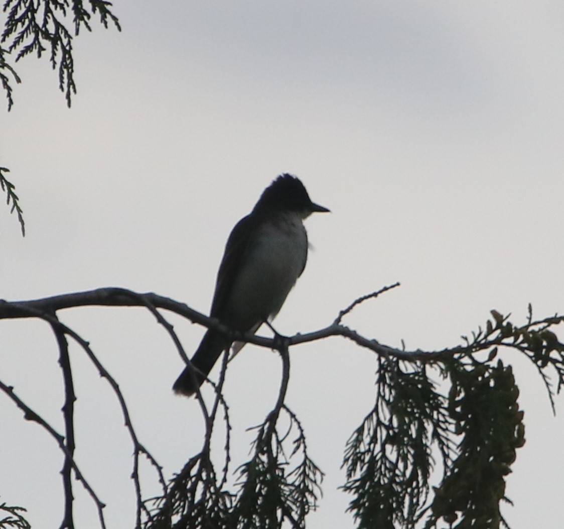 Eastern Kingbird - ML622681662