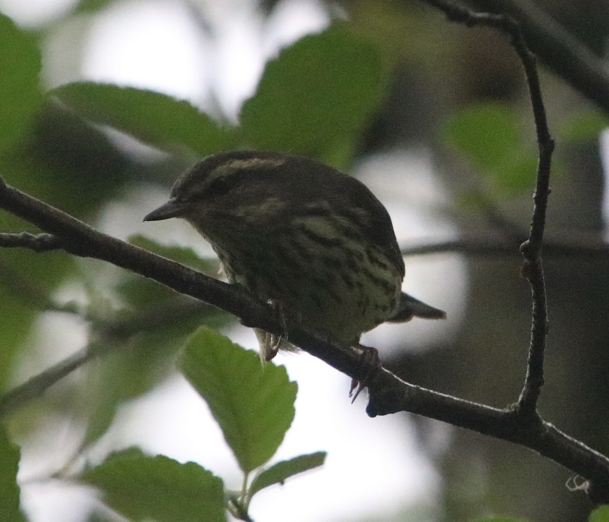 Northern Waterthrush - ML622681679