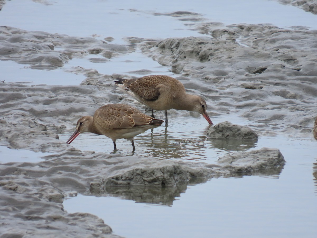 Hudsonian Godwit - ML622681687