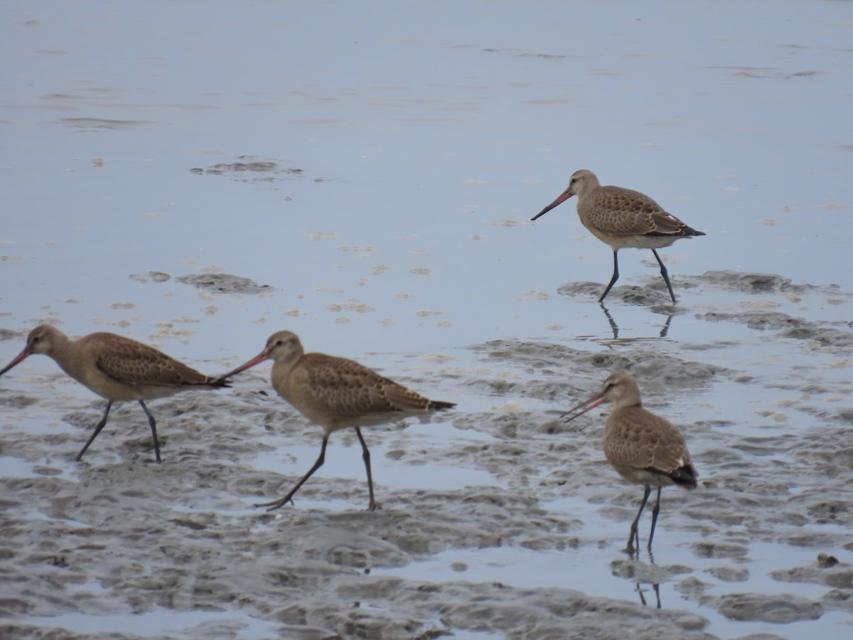 Hudsonian Godwit - Laura Burke