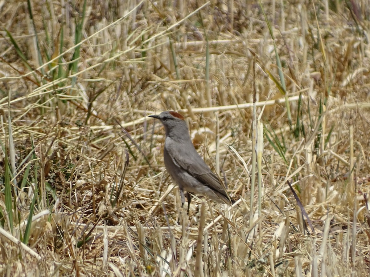 Rufous-naped Ground-Tyrant - Renzo Paladines Puertas