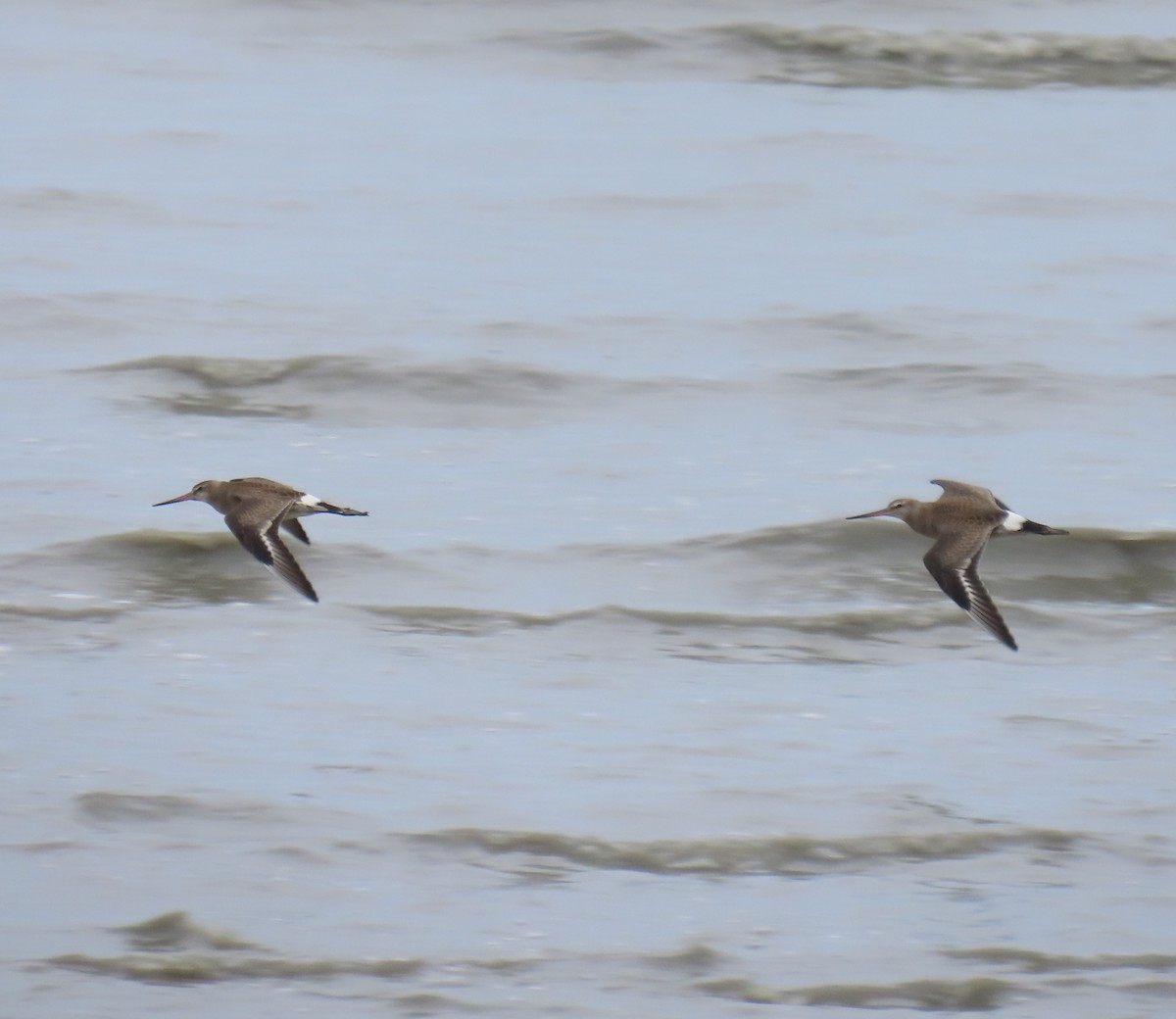 Hudsonian Godwit - ML622681803