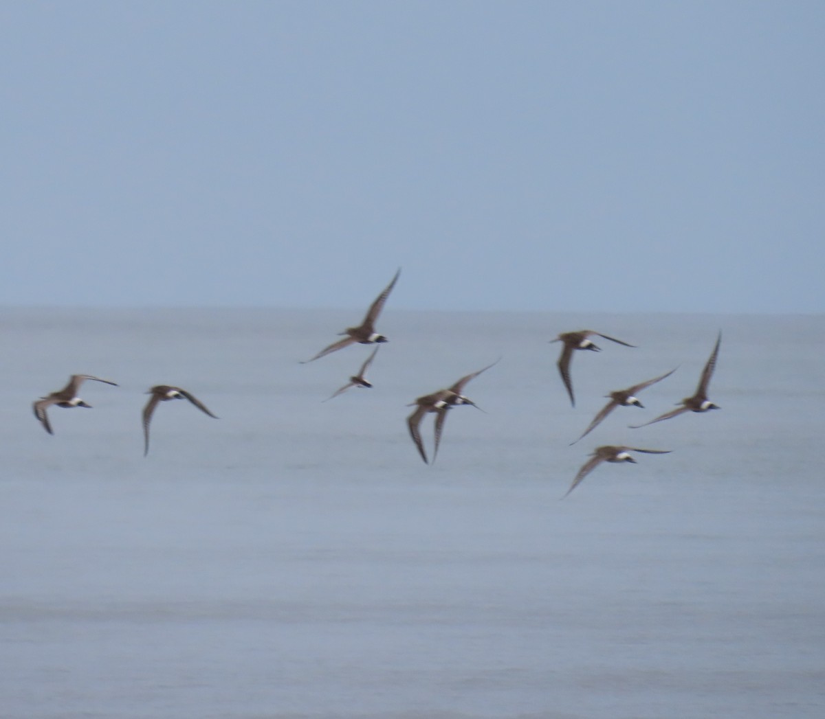 Hudsonian Godwit - ML622681810