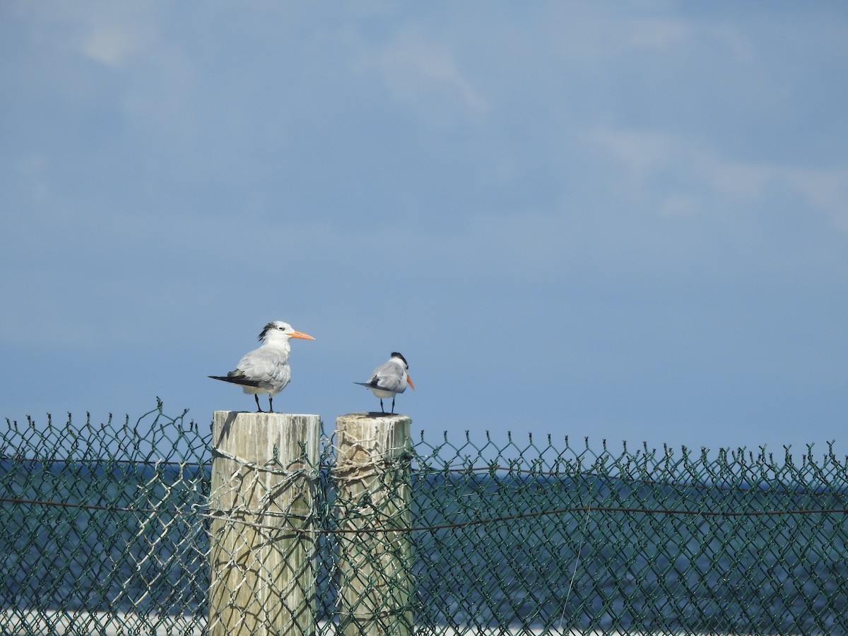 Royal Tern - ML622681915