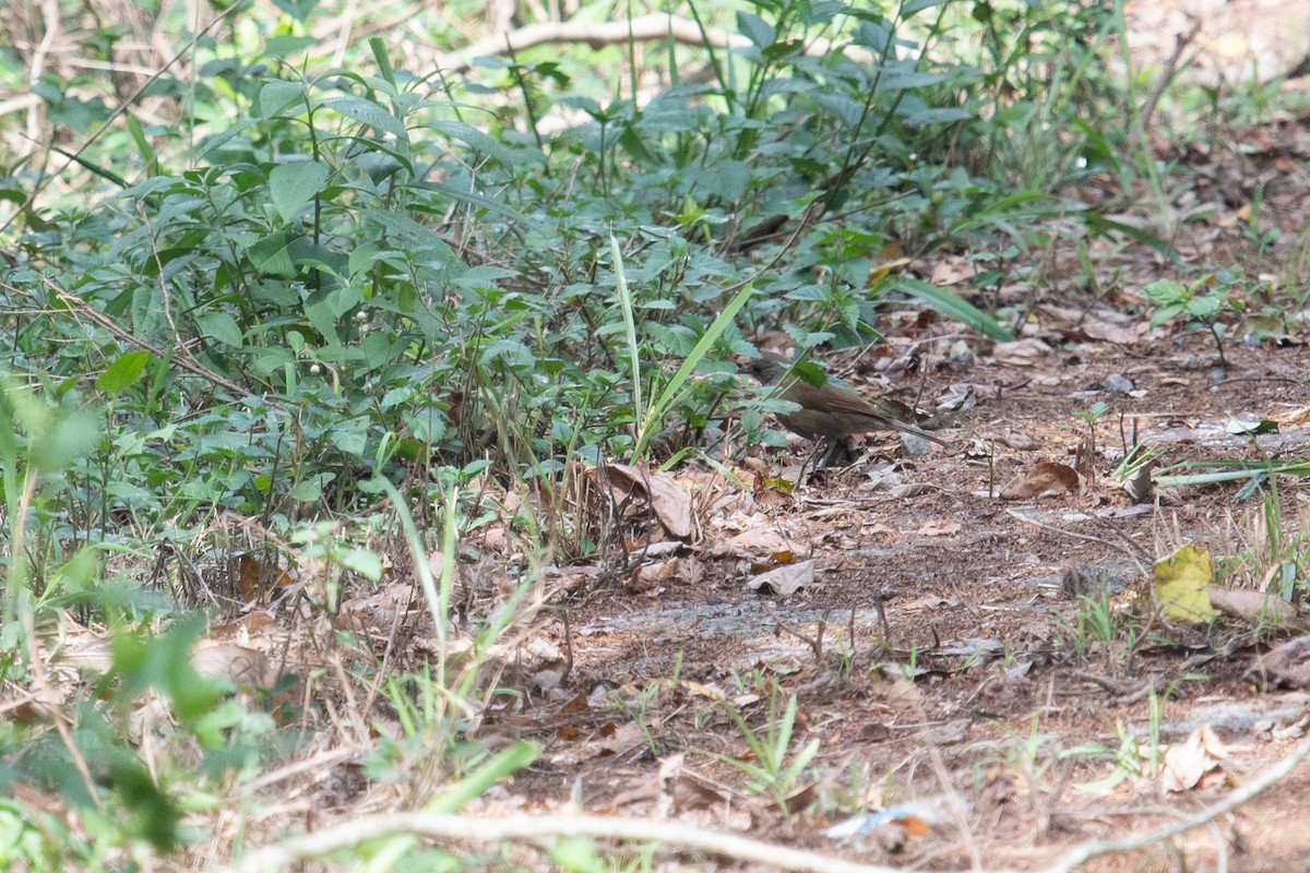 Pale-breasted Thrush - ML622681922