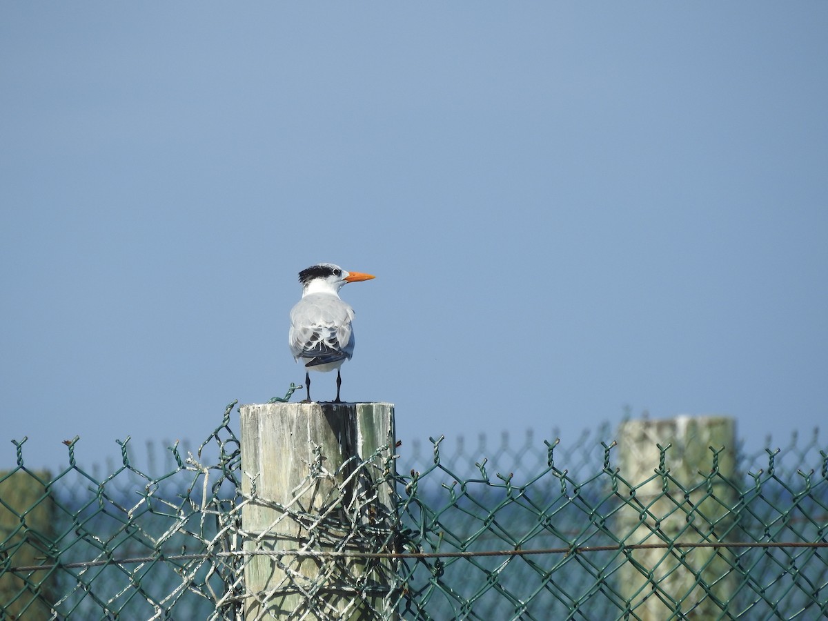 Royal Tern - ML622681950