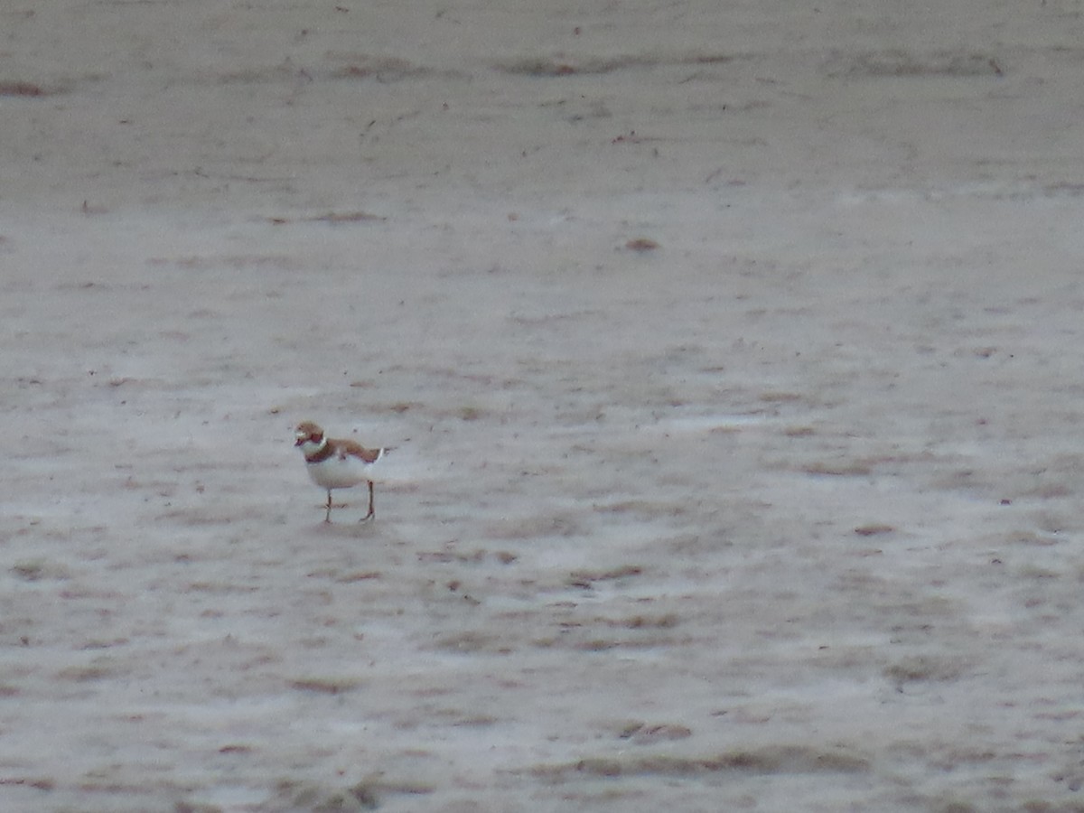 Semipalmated Plover - ML622682071