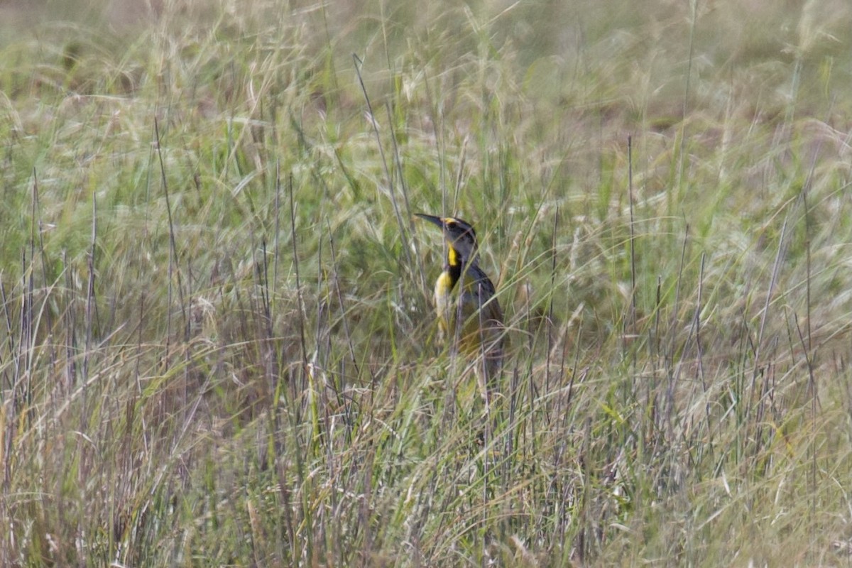 Chihuahuan Meadowlark - ML622682075