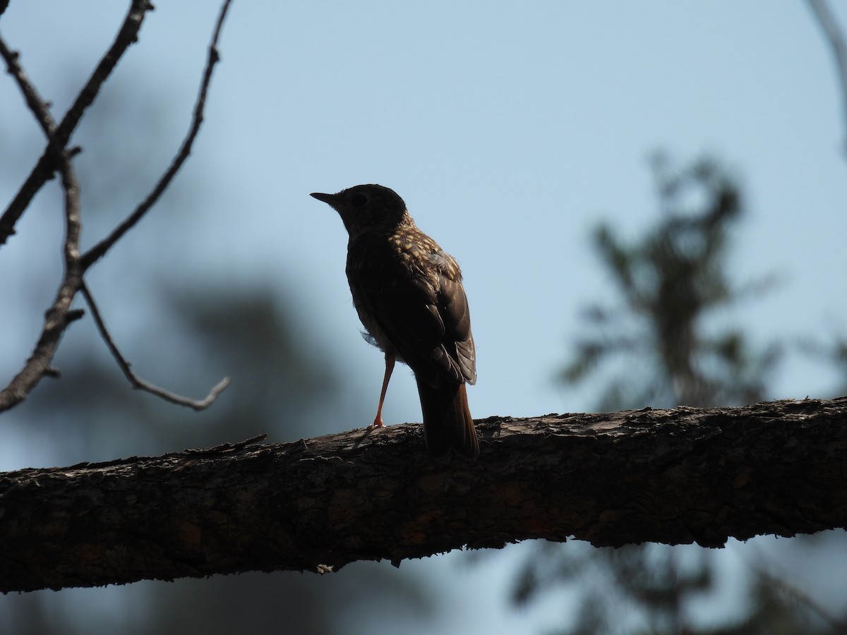Hermit Thrush - ML622682096