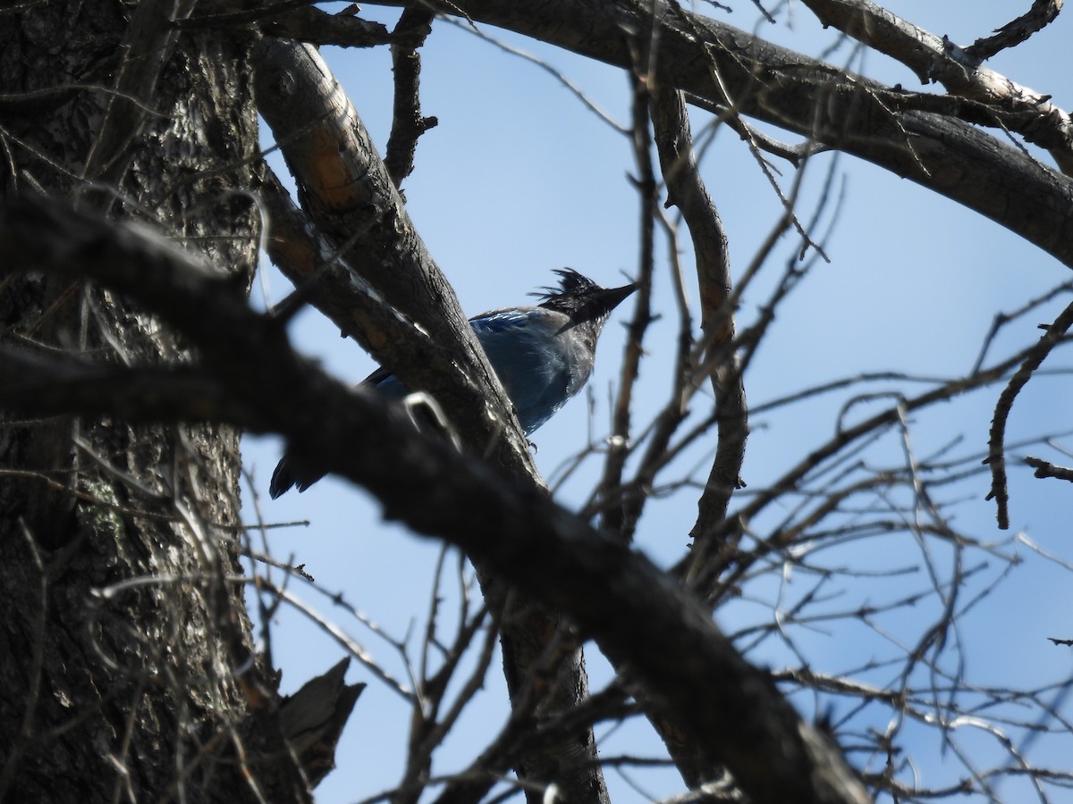 Steller's Jay - ML622682100