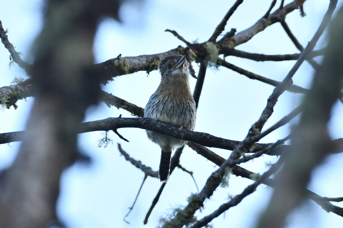 Western Striolated-Puffbird - ML622682184