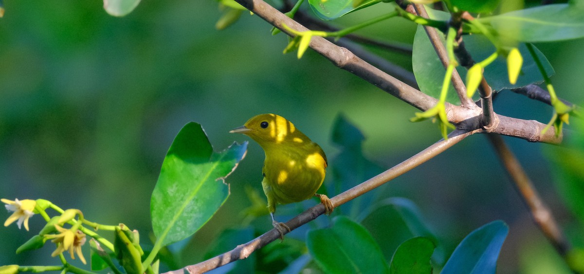 Paruline jaune - ML622682195