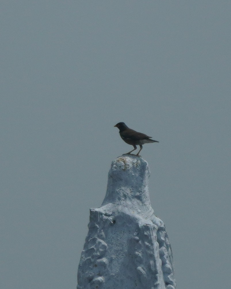 Common Myna - Prashant A