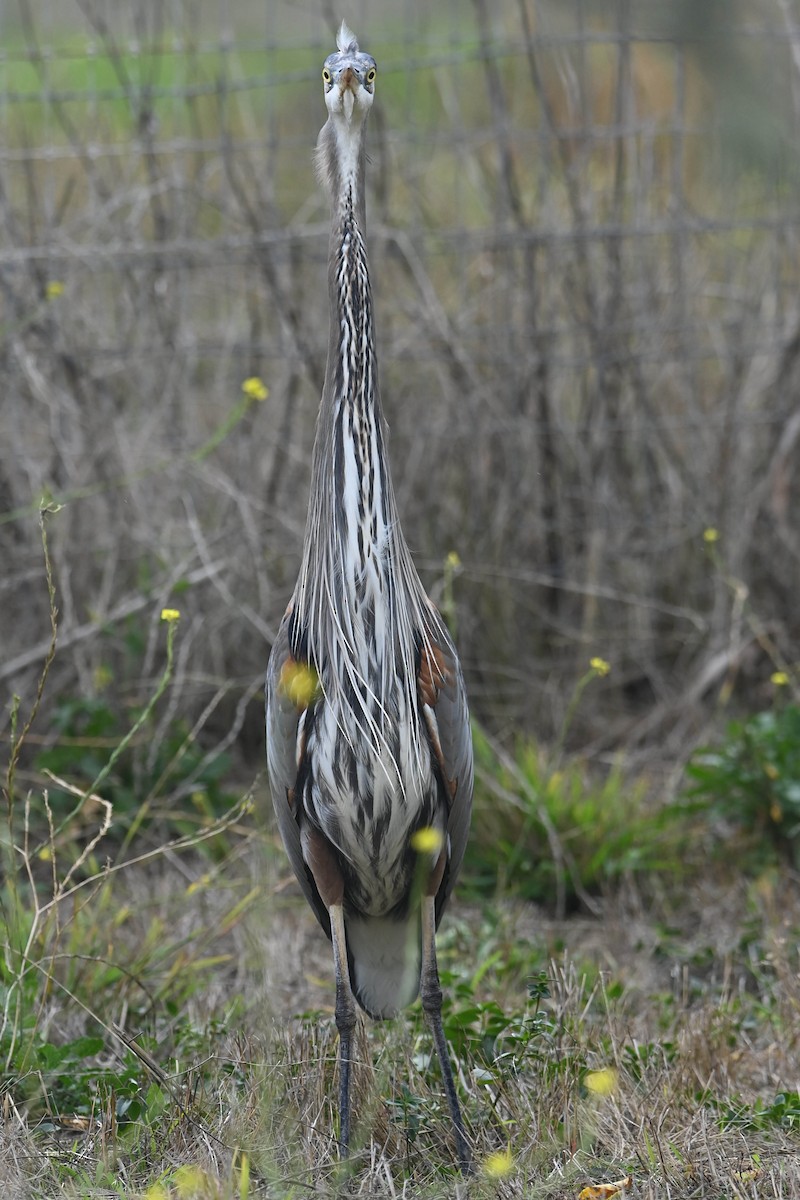 Garza Azulada - ML622682268