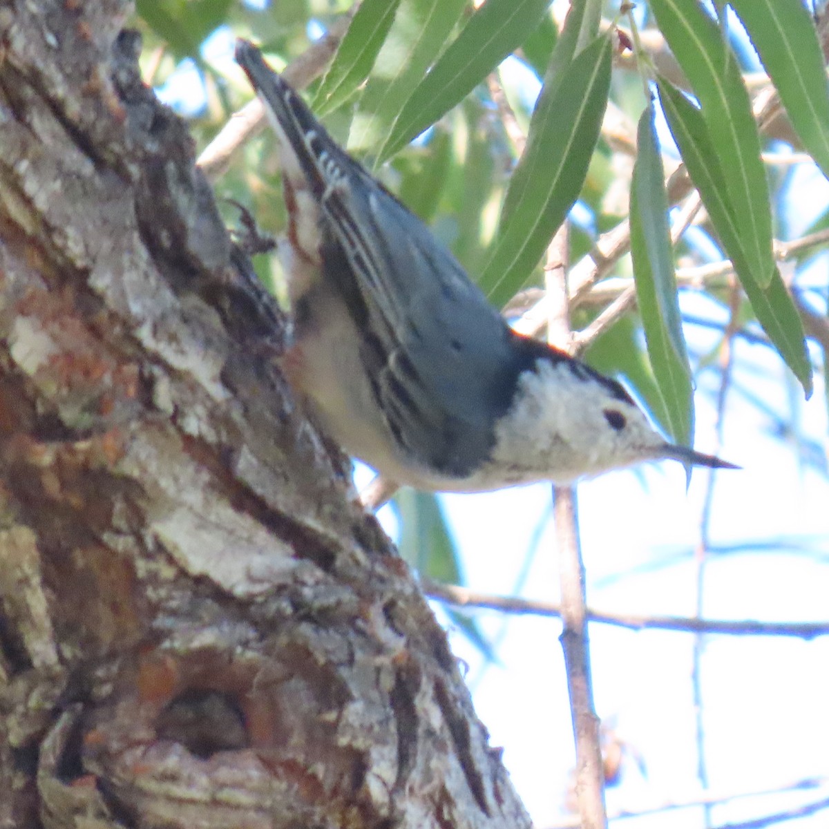 White-breasted Nuthatch - Brian Nothhelfer