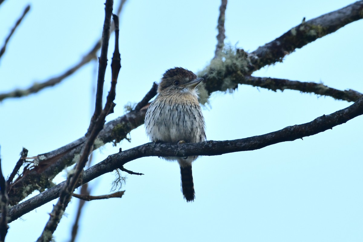 Western Striolated-Puffbird - ML622682395