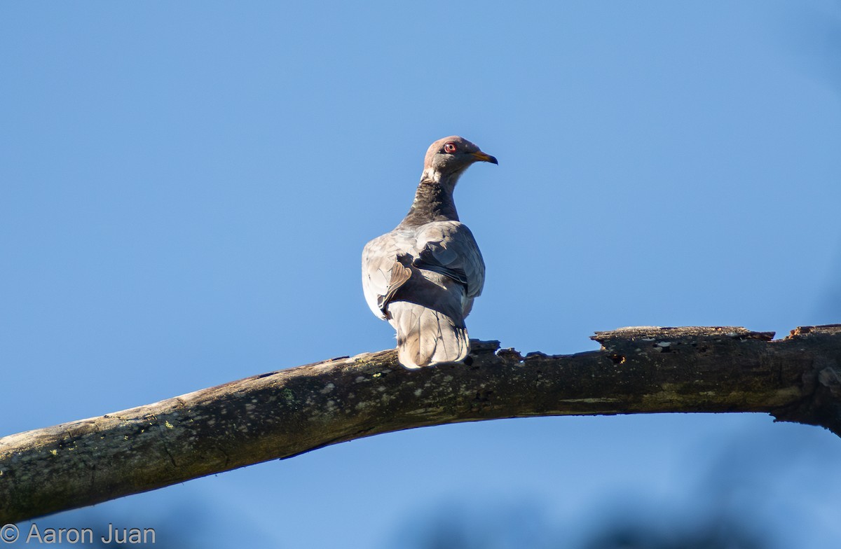 Band-tailed Pigeon - Aaron Juan