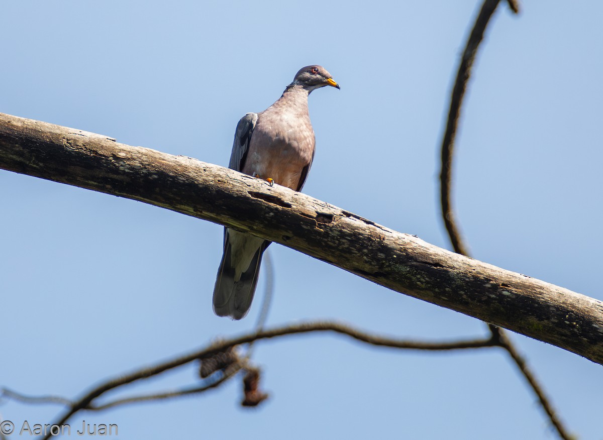 Band-tailed Pigeon - ML622682402