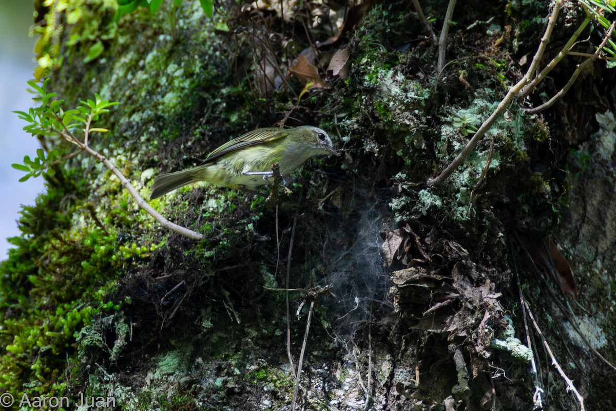 Guatemalan Tyrannulet - ML622682416